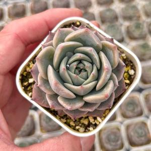 多肉植物 エケベリア オード 7.5cmポット苗