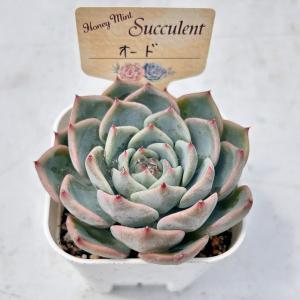 多肉植物 エケベリア オード 7.5cmポット苗の詳細画像2
