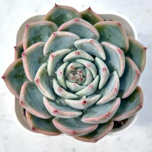 多肉植物 エケベリア オード 7.5cmポット苗の詳細画像1