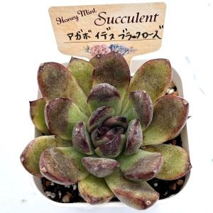 多肉植物 エケベリア アガボイデス ブラックロ...の詳細画像1
