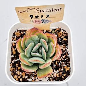 多肉植物 エケベリア タマノス 7.5cmポット苗の詳細画像1