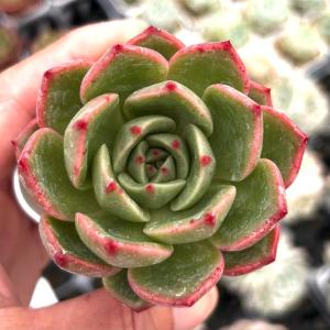 多肉植物 エケベリア ピーチピンク 7.5cmポット苗の商品画像