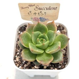 多肉植物 エケベリア ピーチピンク 7.5cm...の詳細画像2