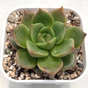 多肉植物 エケベリア ピーチピンク 7.5cm...の詳細画像1