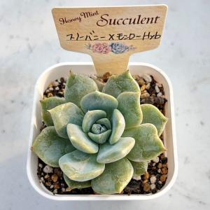 多肉植物 エケベリア スノーバニー×モンローH...の詳細画像2