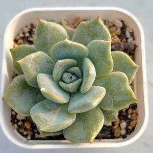 多肉植物 エケベリア スノーバニー×モンローH...の詳細画像1