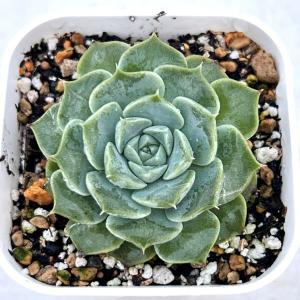多肉植物 エケベリア ラグナ 7.5cmポット苗