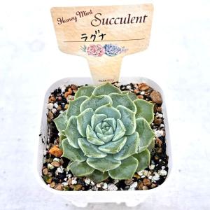 多肉植物 エケベリア ラグナ 7.5cmポット苗の詳細画像1