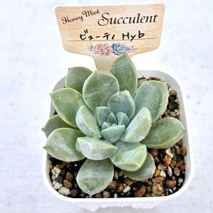 多肉植物 パキフィツム ビューティーHyb 7...の詳細画像1