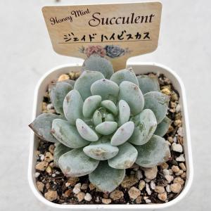 多肉植物 エケベリア ジェイドハイビスカス 7...の詳細画像1