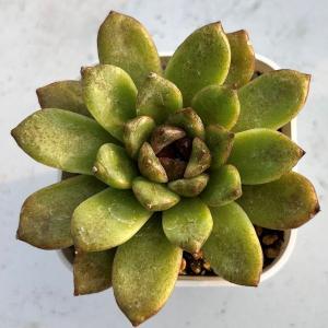 多肉植物 エケベリア ブラッククリスタルHyb ...の商品画像