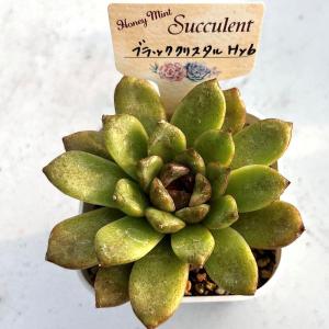 多肉植物 エケベリア ブラッククリスタルHyb...の詳細画像1