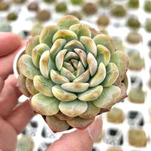 多肉植物 エケベリア チンシン 7.5cmポット苗の商品画像