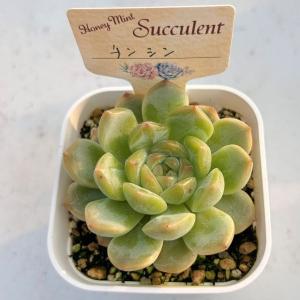 多肉植物 エケベリア チンシン 7.5cmポット苗の詳細画像2