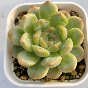多肉植物 エケベリア チンシン 7.5cmポット苗の詳細画像1
