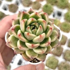 多肉植物 エケベリア ブライトジェニー 7.5cmポット苗