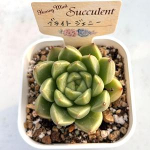 多肉植物 エケベリア ブライトジェニー 7.5...の詳細画像2