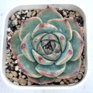 多肉植物 エケベリア ハニーピーチ 7.5cmポット苗の商品画像