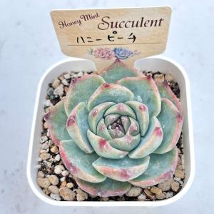 多肉植物 エケベリア ハニーピーチ 7.5cm...の詳細画像1