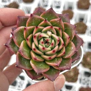 多肉植物 エケベリア アンストーン 7.5cmポット苗
