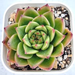 多肉植物 エケベリア アンストーン 7.5cm...の詳細画像1