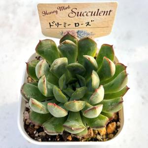 多肉植物 エケベリア ドリーミーローズ 7.5...の詳細画像2
