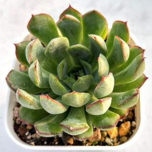 多肉植物 エケベリア ドリーミーローズ 7.5...の詳細画像1