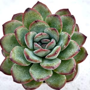 多肉植物 エケベリア ナイトプリンス 7.5cm...の商品画像