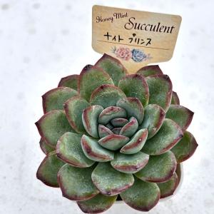 多肉植物 エケベリア ナイトプリンス 7.5c...の詳細画像1