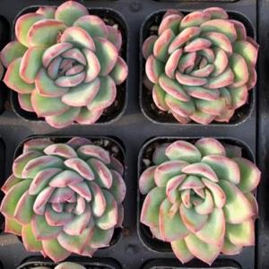 多肉植物 エケベリア ナイトプリンス 7.5c...の詳細画像2