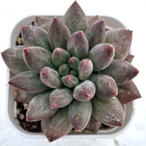多肉植物 パキフィツム レッドドラゴンフライ 7...の商品画像