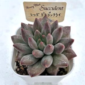 多肉植物 パキフィツム レッドドラゴンフライ ...の詳細画像1