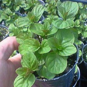 オレンジミント 9センチポット苗 繁殖力旺盛なハーブ
