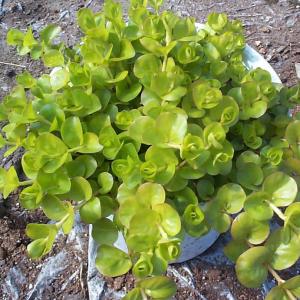 リシマキア オーレア 9cmポット苗 はうように育つグランドカバー♪耐寒性多年草