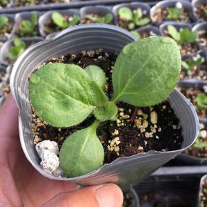 【当店農場生産】ルドベキア チェリーブランディ...の詳細画像1