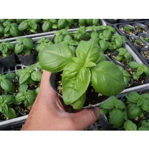 【当店農場生産】バジル 9cmポット苗 料理に最適なハーブ！