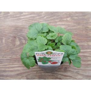 【当店農場生産】ワイルドストロベリー ミグノネ...の詳細画像3