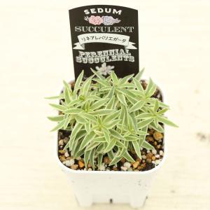多肉植物 セダム リネアレバリエガータ(笹姫 ...の詳細画像1