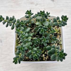 多肉植物 セダム 白花タイトゴメ 7.5cmポット苗の商品画像