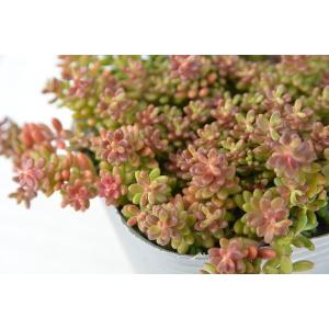 多肉植物 セダム コーラルカーペット(六条万年...の詳細画像2