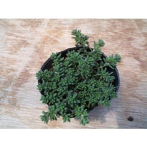 多肉植物 セダム コーラルカーペット(六条万年...の詳細画像3