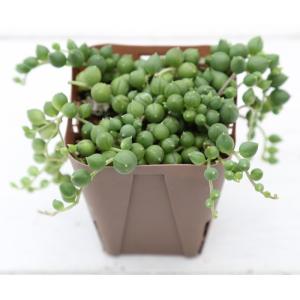 多肉植物 セネシオ グリーンネックレス 7.5...の詳細画像1