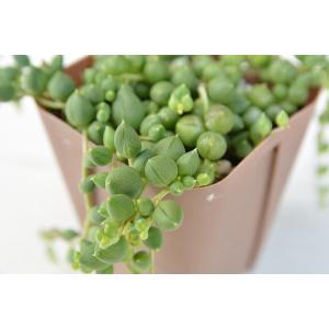 多肉植物 セネシオ グリーンネックレス 7.5...の詳細画像2