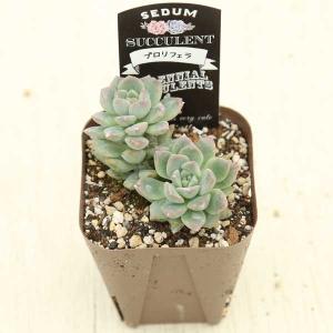 多肉植物 プロリフェラ 7.5cmポット苗の詳細画像1