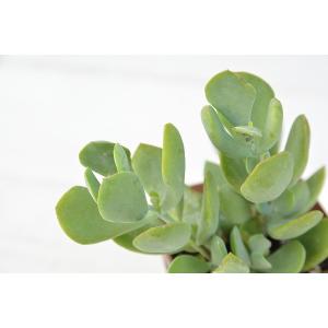 多肉植物 コチレドン ティンカーベル 7.5c...の詳細画像3