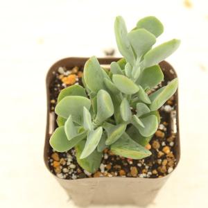 多肉植物 コチレドン ティンカーベル 7.5c...の詳細画像1