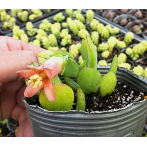 多肉植物 コチレドン ティンカーベル 7.5c...の詳細画像4