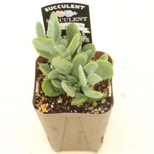 多肉植物 コチレドン ティンカーベル 7.5c...の詳細画像2