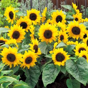 ひまわり 苗の商品一覧 通販 Yahoo ショッピング