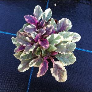 アジュガ トリカラー 9cmポット苗 グランドカバーに最適♪